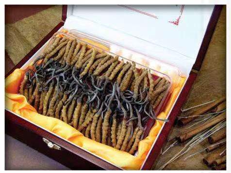 城子河冬虫夏草回收